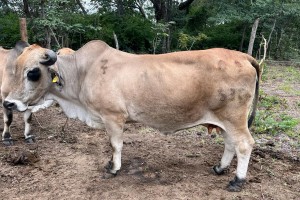 Beef Cattle and Breeding Borans from Zimbabwe